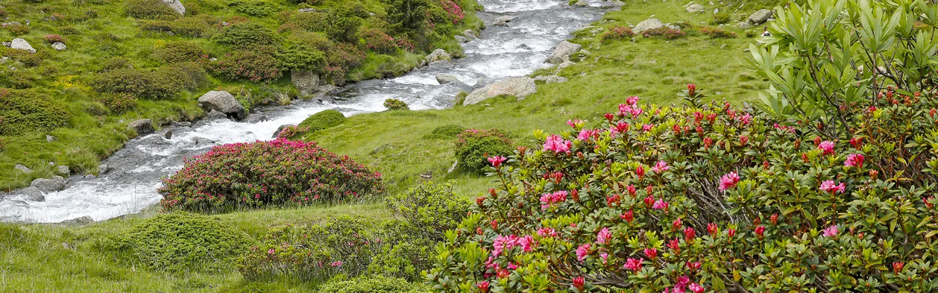 flore des Pyrénées Rando65