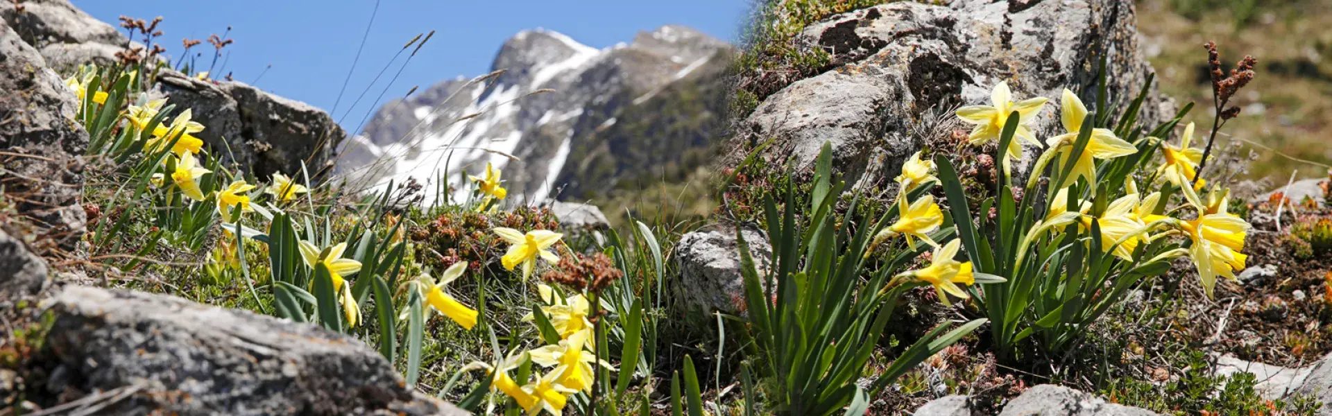 jonquilles flore des Pyrénées Rando65